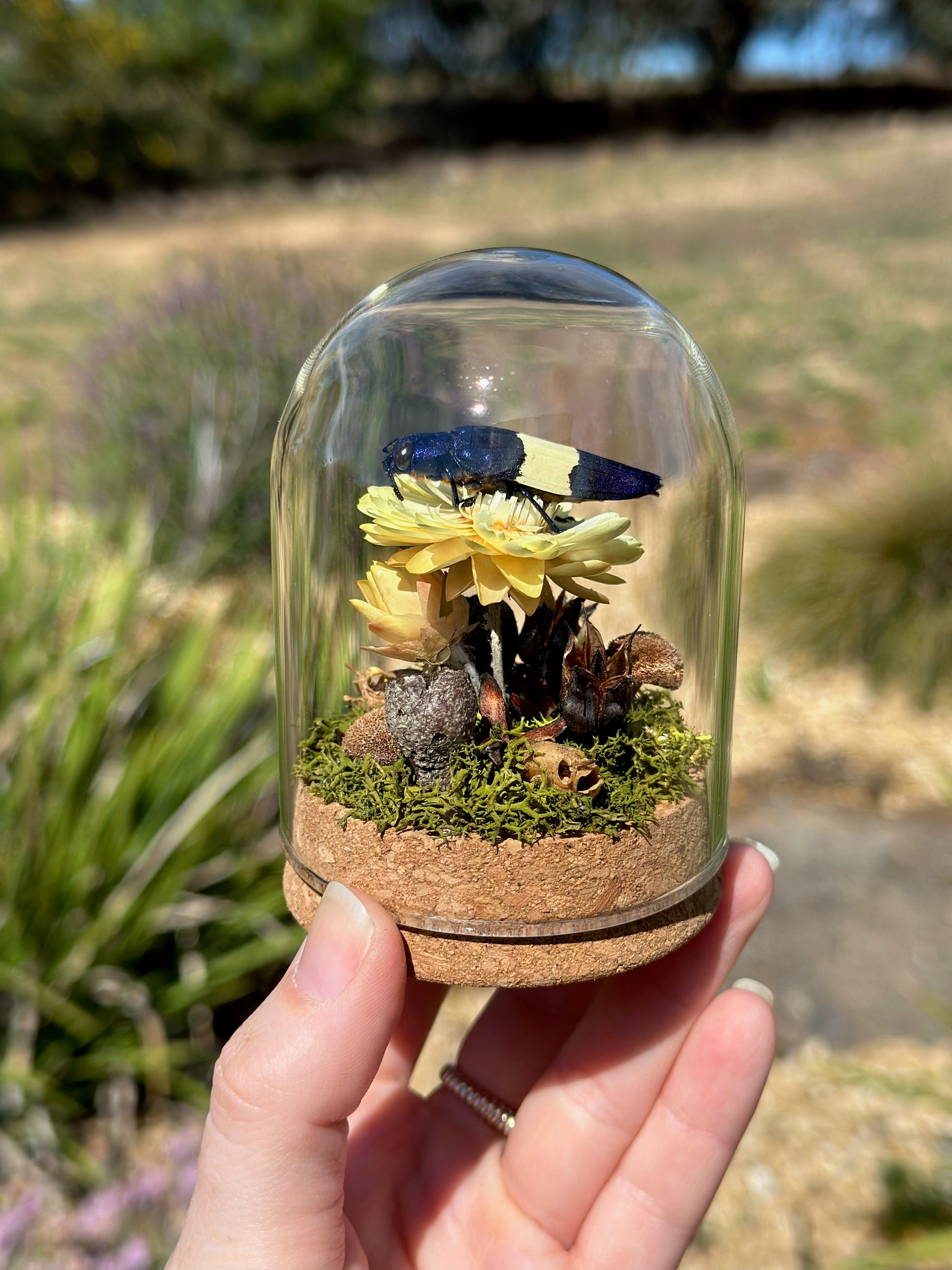 A Metallic Jewel Beetle (Chrysochroa castelnaudi) in a glass dome terrarium with dried florals 