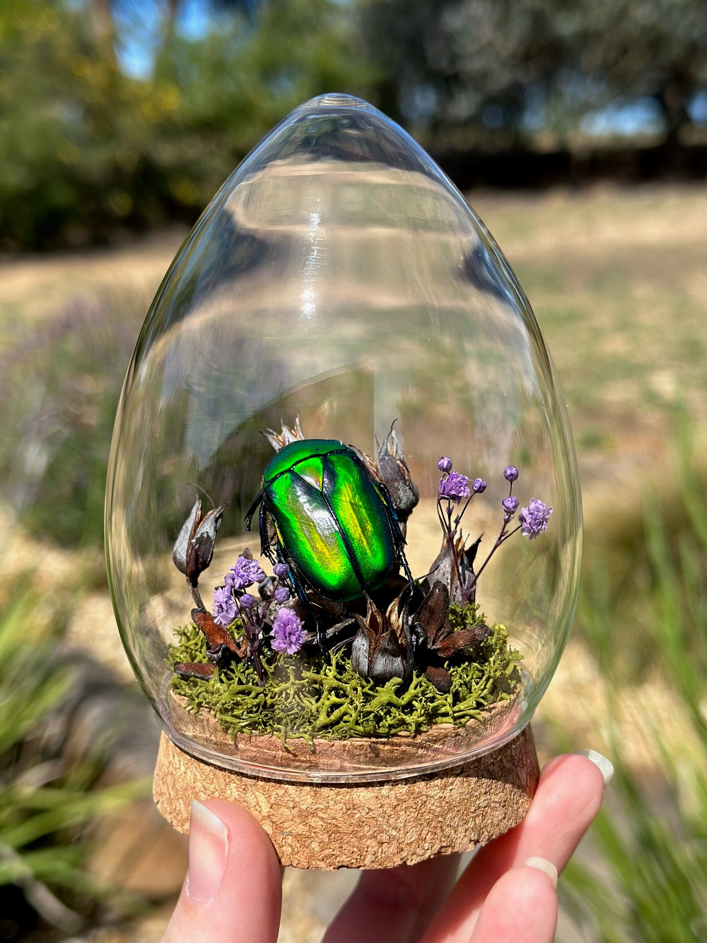 A Large Green Scarab Beetle (Rhomborhina gigantea) in a egg shaped glass dome with dried florals