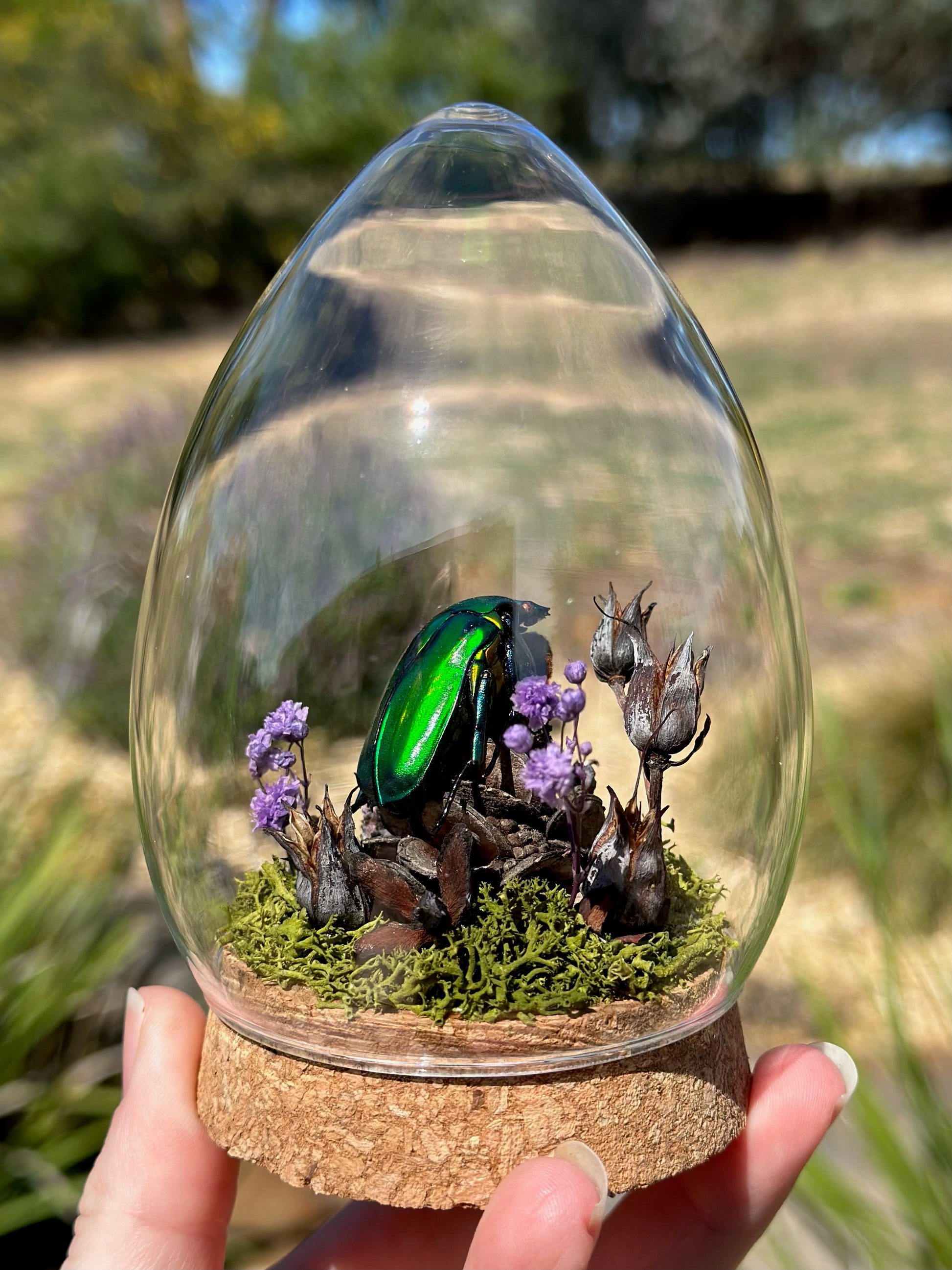 A Large Green Scarab Beetle (Rhomborhina gigantea) in a egg shaped glass dome with dried florals