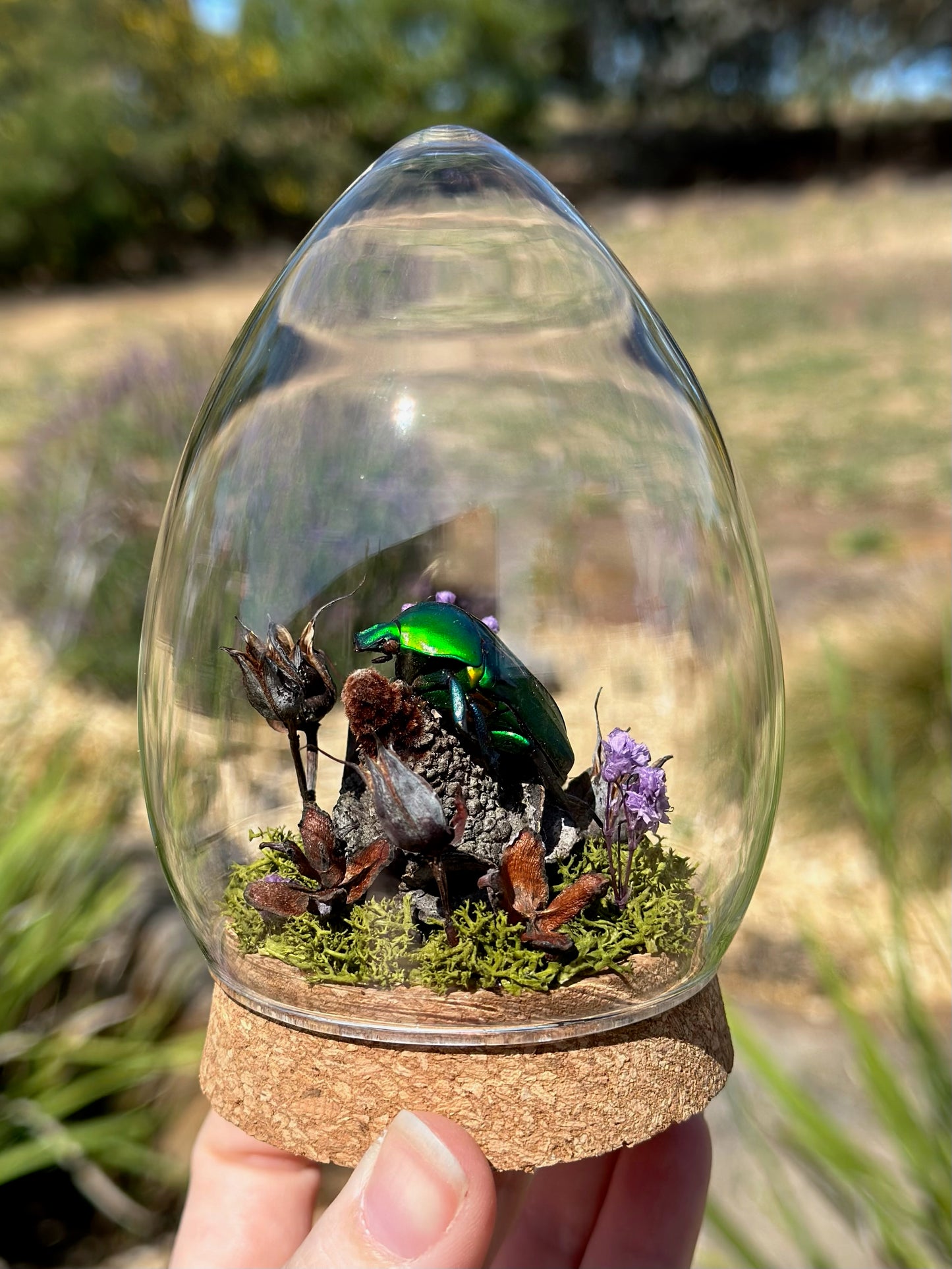 A Large Green Scarab Beetle (Rhomborhina gigantea) in a egg shaped glass dome with dried florals