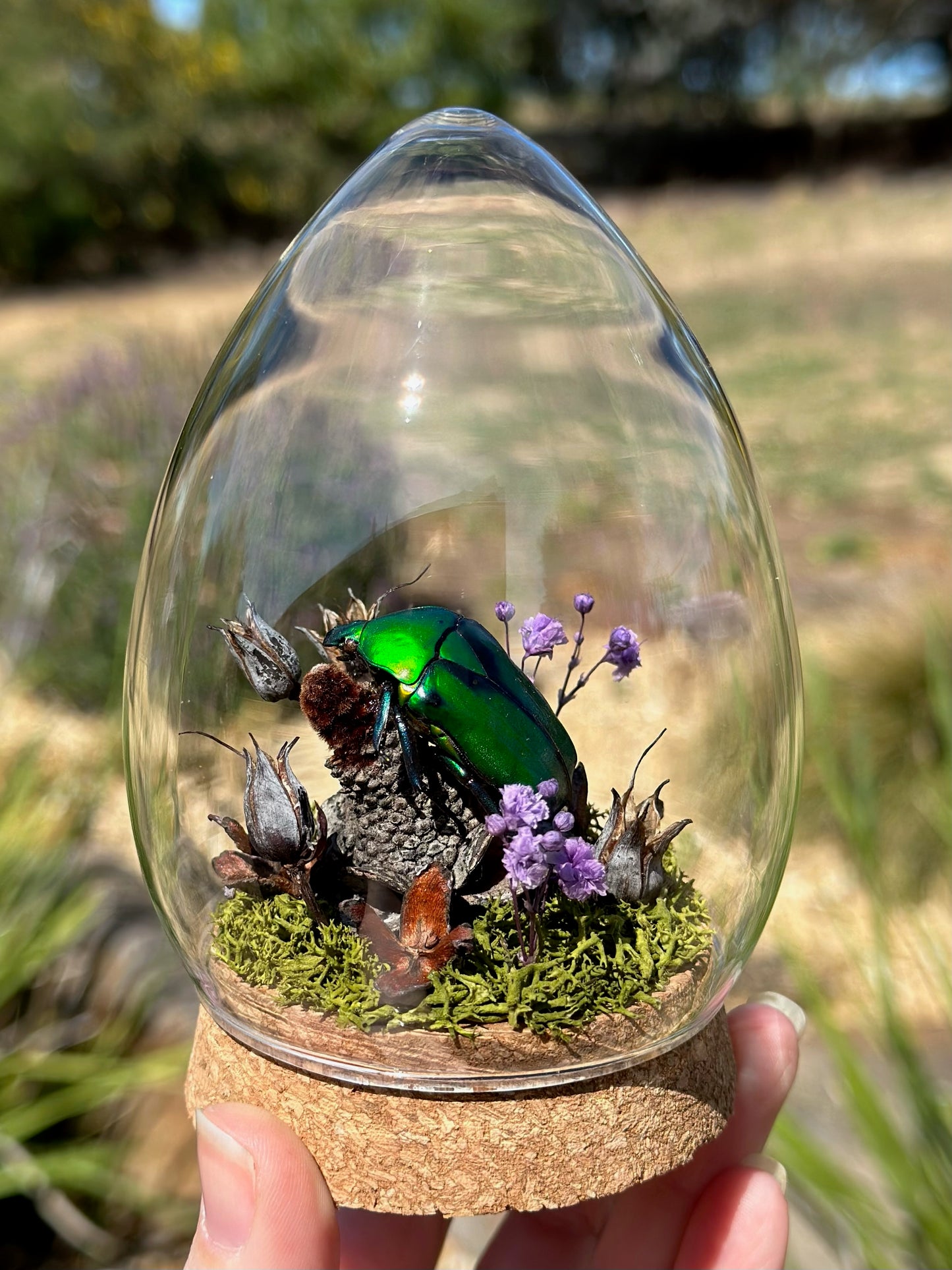 A Large Green Scarab Beetle (Rhomborhina gigantea) in a egg shaped glass dome with dried florals