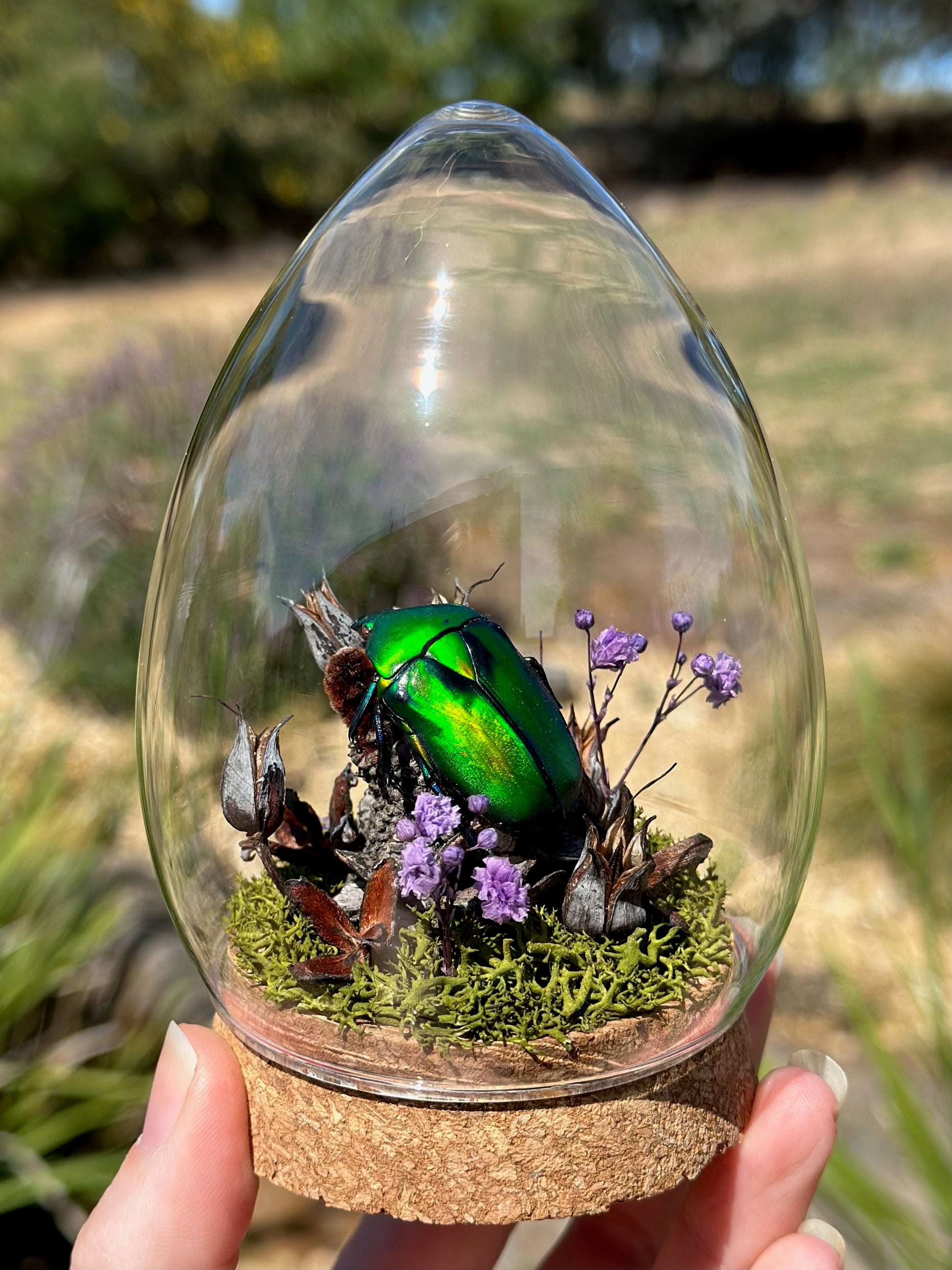 A Large Green Scarab Beetle (Rhomborhina gigantea) in a egg shaped glass dome with dried florals