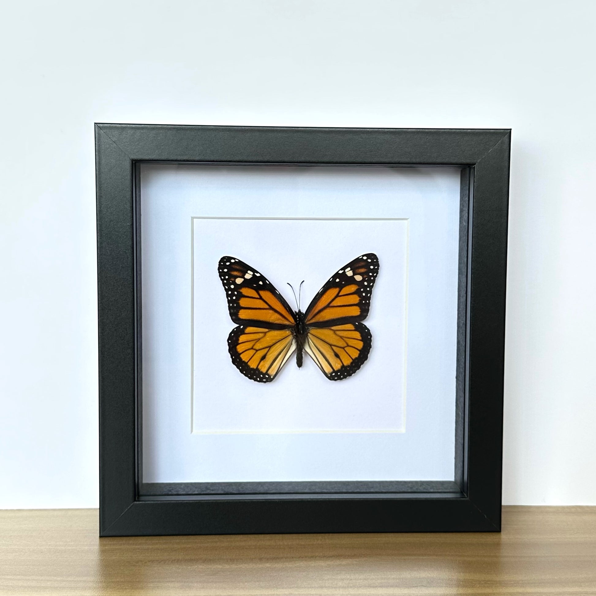 Monarch Butterfly (Danaus plexippus) in a black shadow box frame