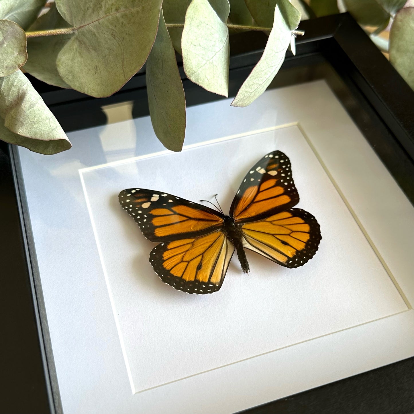 Monarch Butterfly (Danaus plexippus) in a black shadow box frame