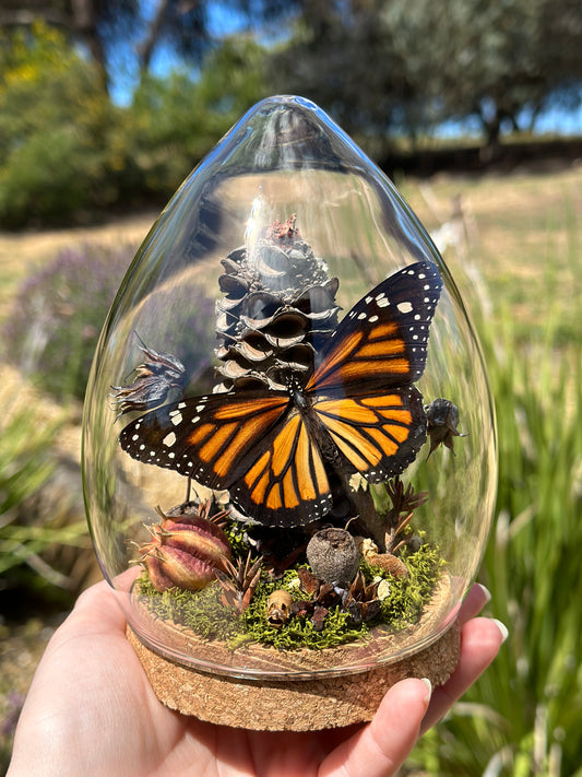 A Monarch Butterfly (Danaus plexippus) in a glass egg shaped dome terrarium with preserved florals