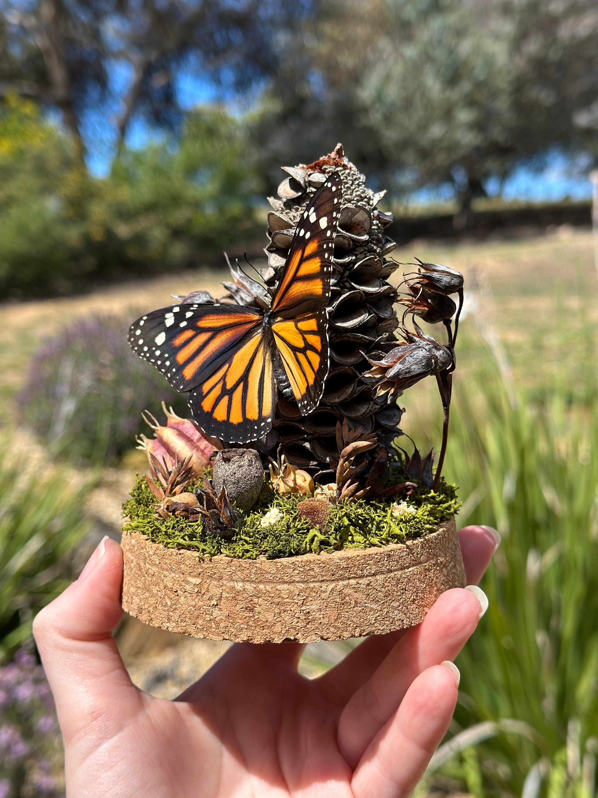 A Monarch Butterfly (Danaus plexippus) in a glass egg shaped dome terrarium with preserved florals