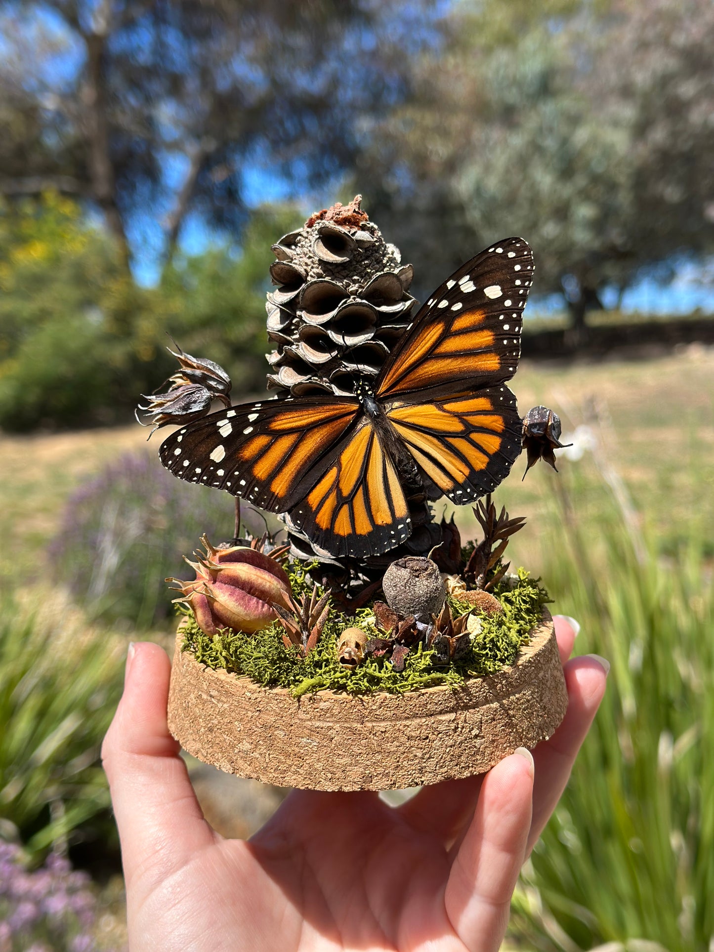 A Monarch Butterfly (Danaus plexippus) in a glass egg shaped dome terrarium with preserved florals