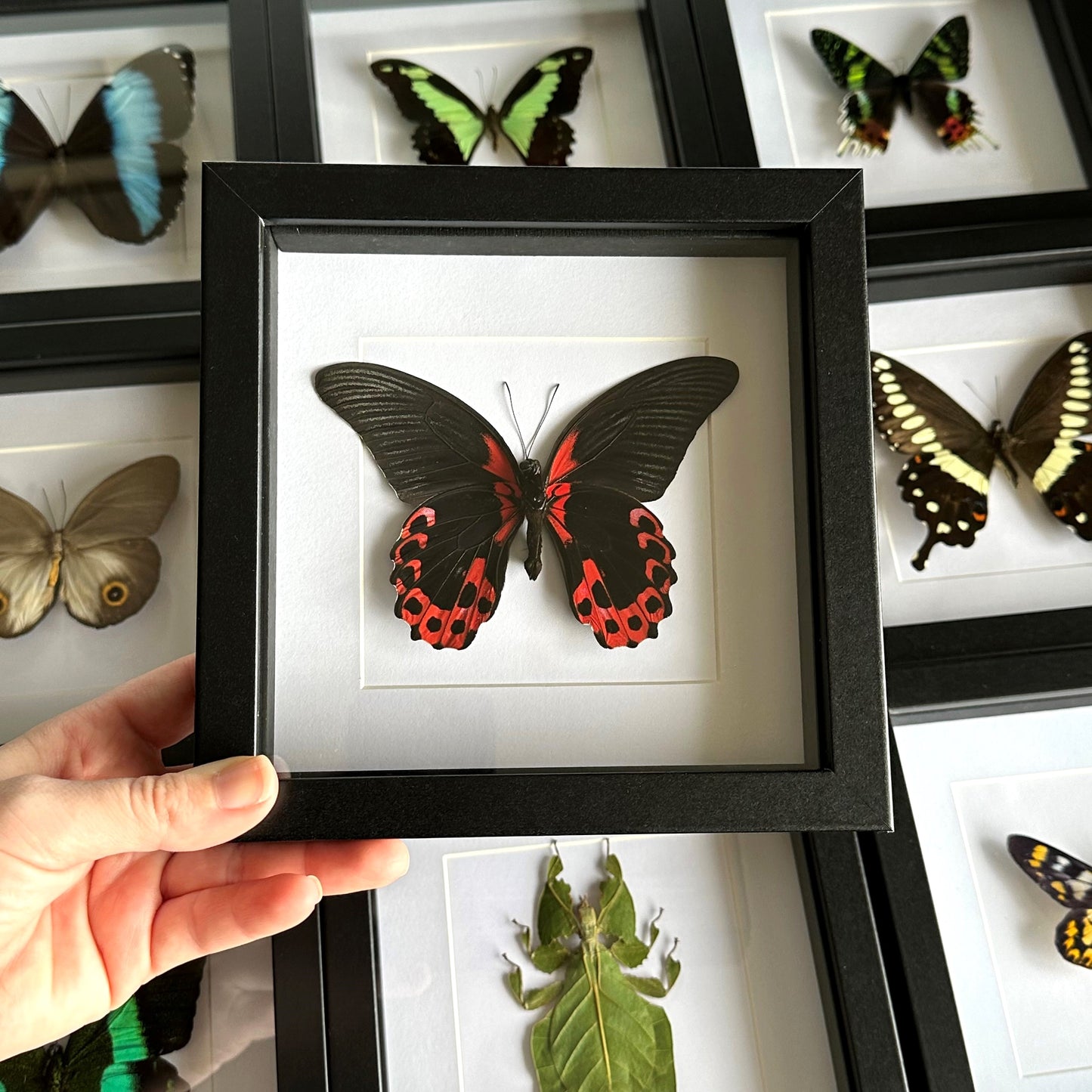 A Scarlet Mormon Butterfly (Papilio rumanzovia) in a black shadow box frame