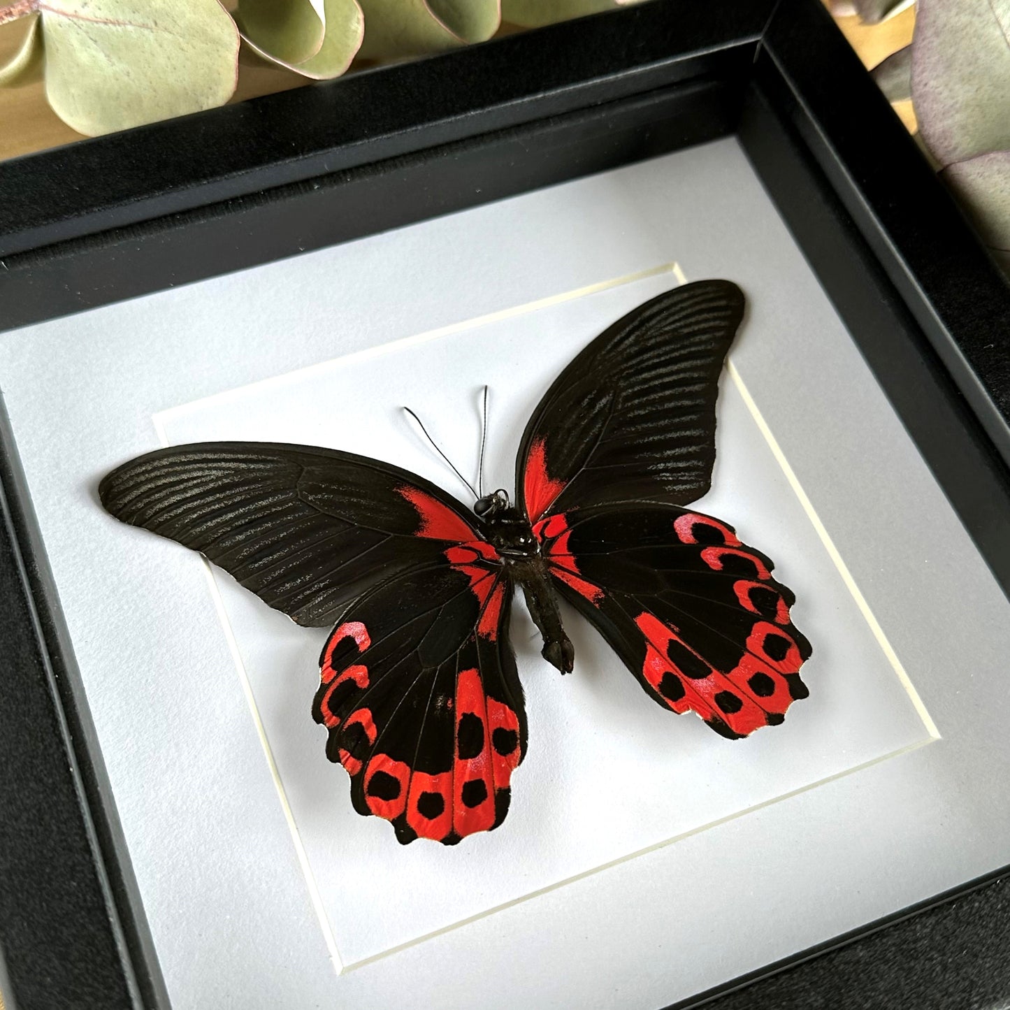 A Scarlet Mormon Butterfly (Papilio rumanzovia) in a black shadow box frame 