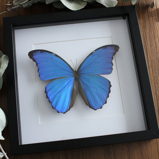 A taxidermy male Metallic Blue Morpho (Morpho didius) mounted onto white backing in a black shadow box frame.