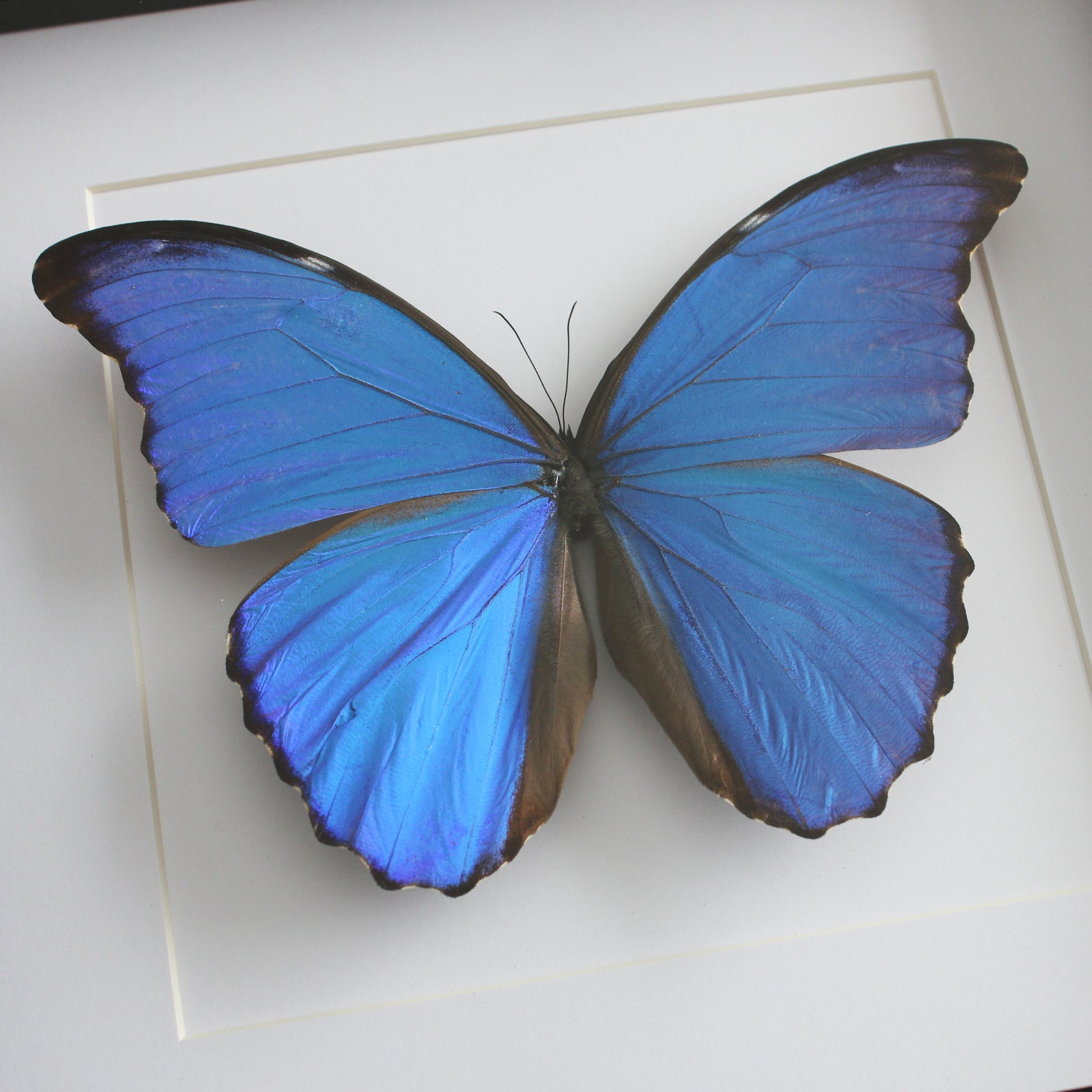 A taxidermy male Metallic Blue Morpho (Morpho didius) mounted onto white backing in a black shadow box frame.