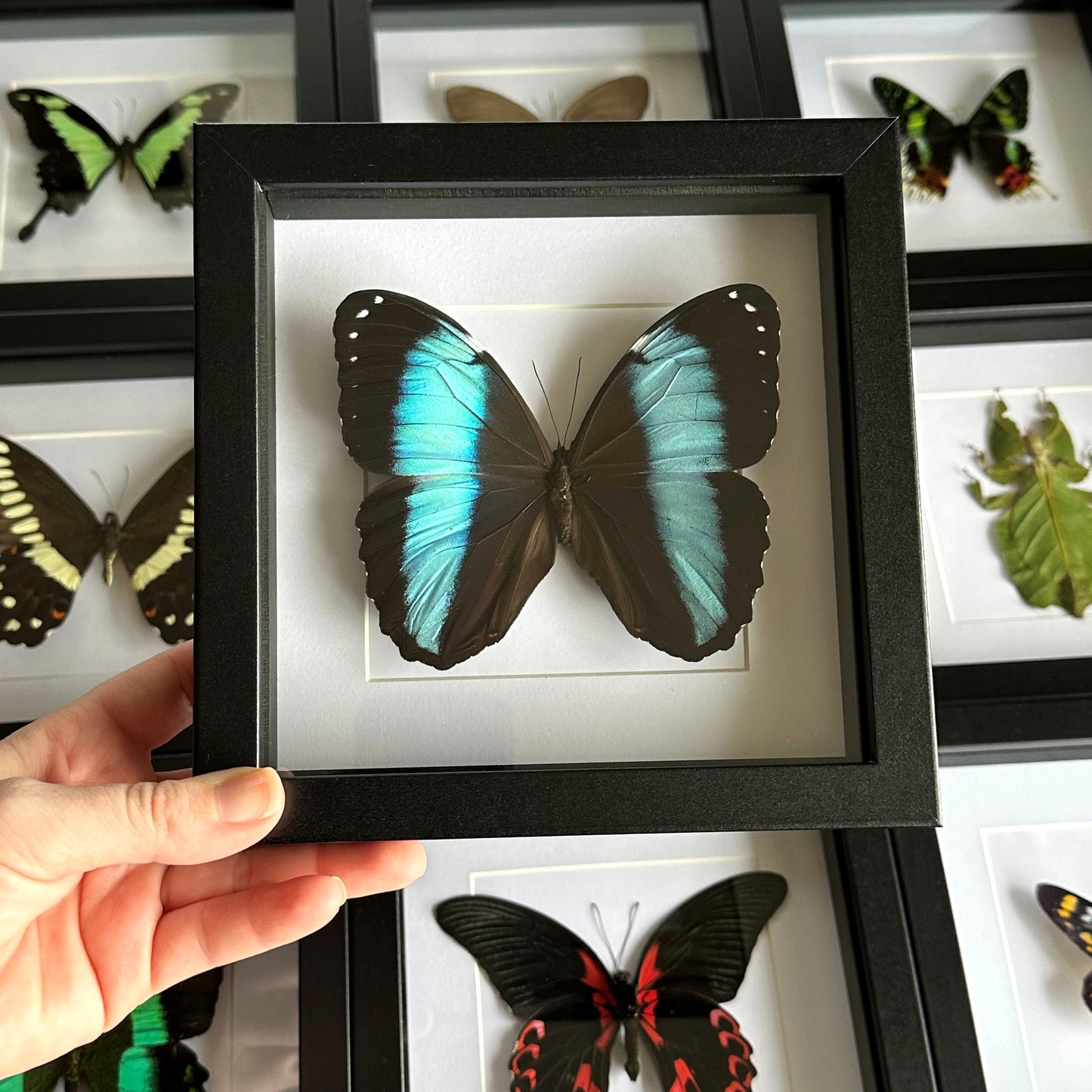 Blue-Banded Morpho (Morpho achilles)