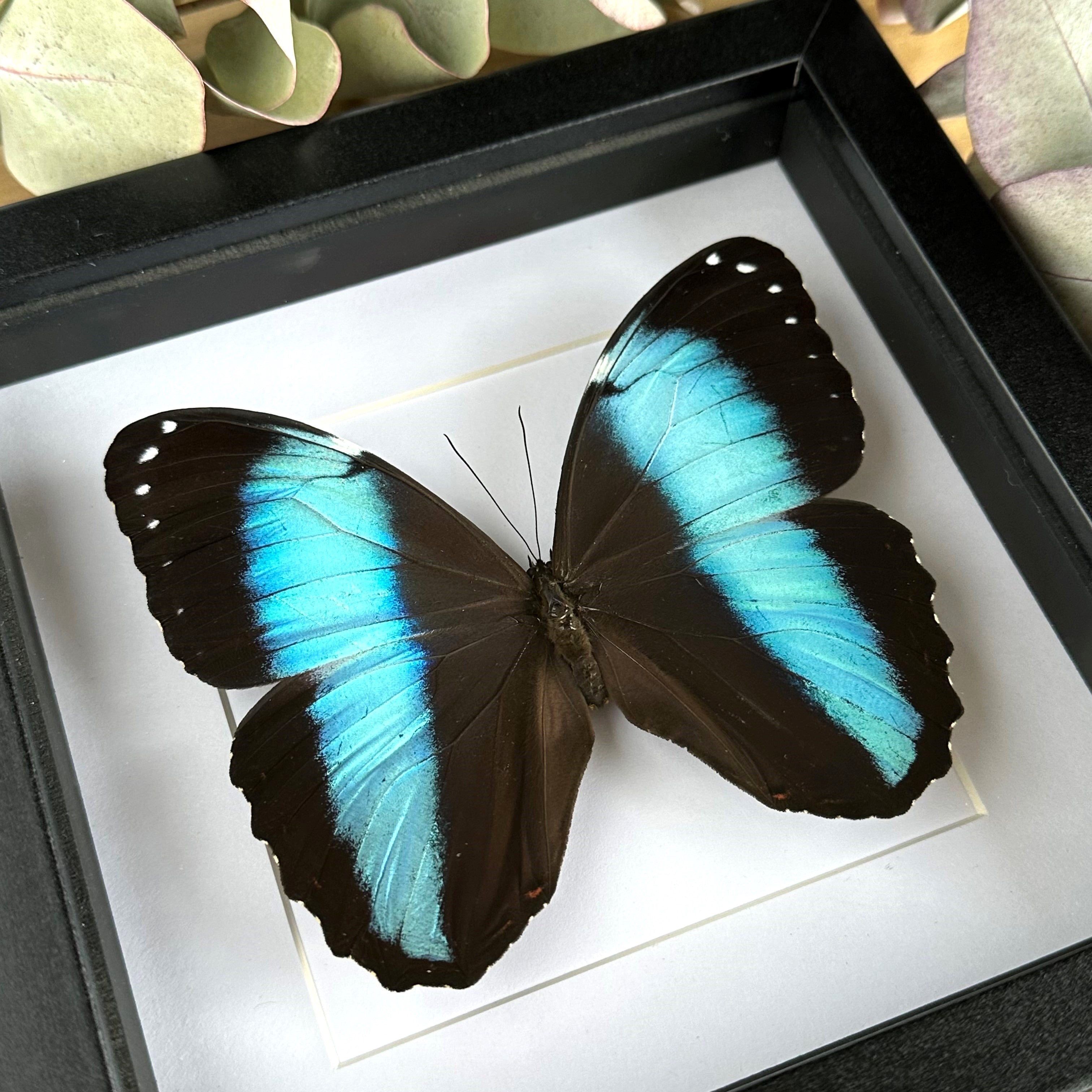 Blue Morpho 2024 butterfly, Morpho achilles, mounted and framed in a black shadowbox