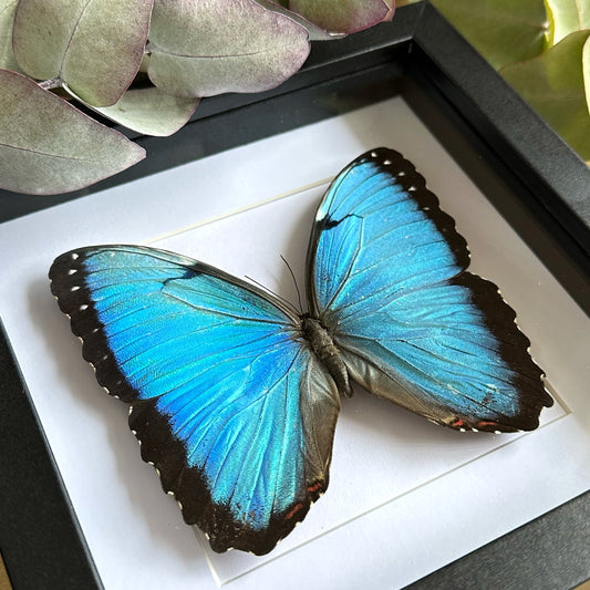 Blue Morpho butterfly (Morpho helenor peleides) in a shadow box frame