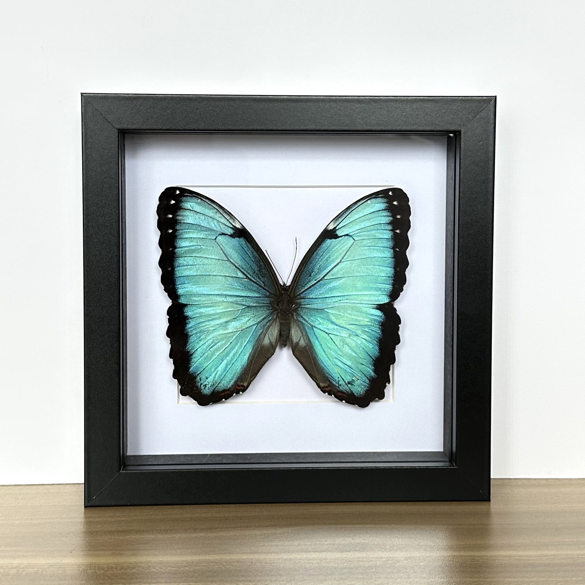 Blue Morpho butterfly (Morpho helenor peleides) in a shadow box frame