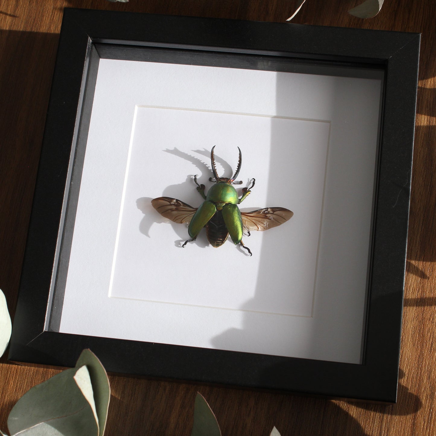 New Guinea Stag Beetle (Lamprima adolphinae) in a black shadow box frame