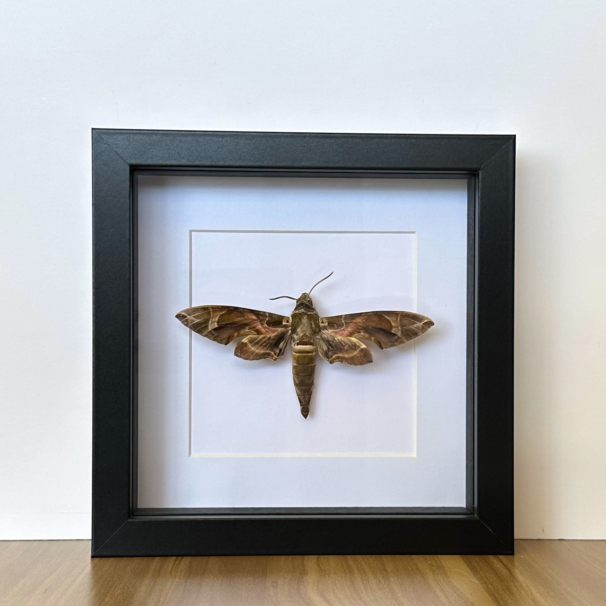 Oleander Hawk Moth (Daphnis nerii) in a shadow box frame