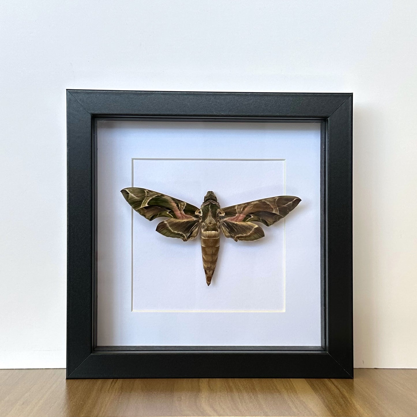 Oleander Hawk Moth (Daphnis nerii) in a shadow box frame