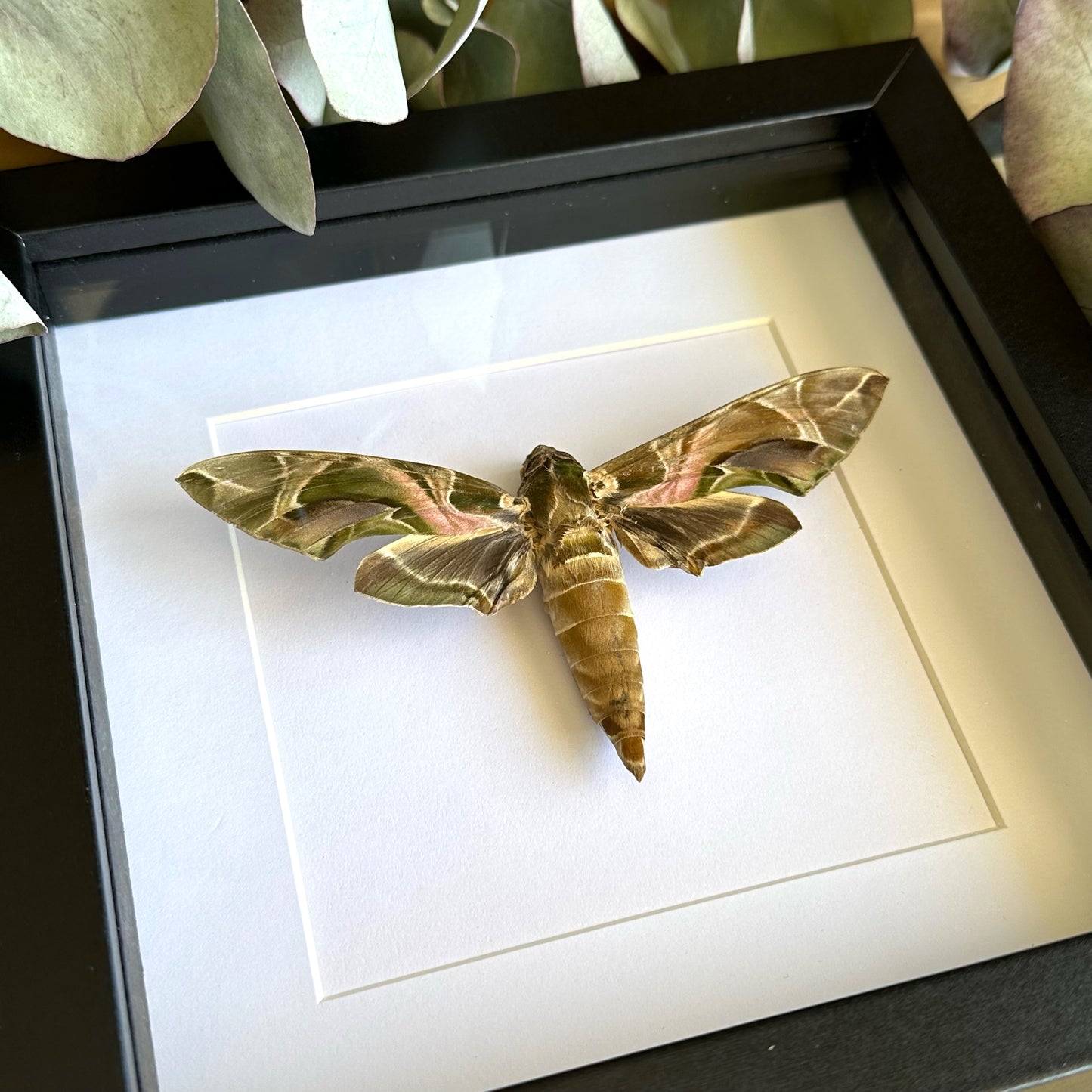 Oleander Hawk Moth (Daphnis nerii) in a shadow box frame