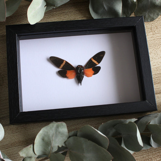 A Orange Cicada (Vittagaeana paviei) in a black shadow box frame 