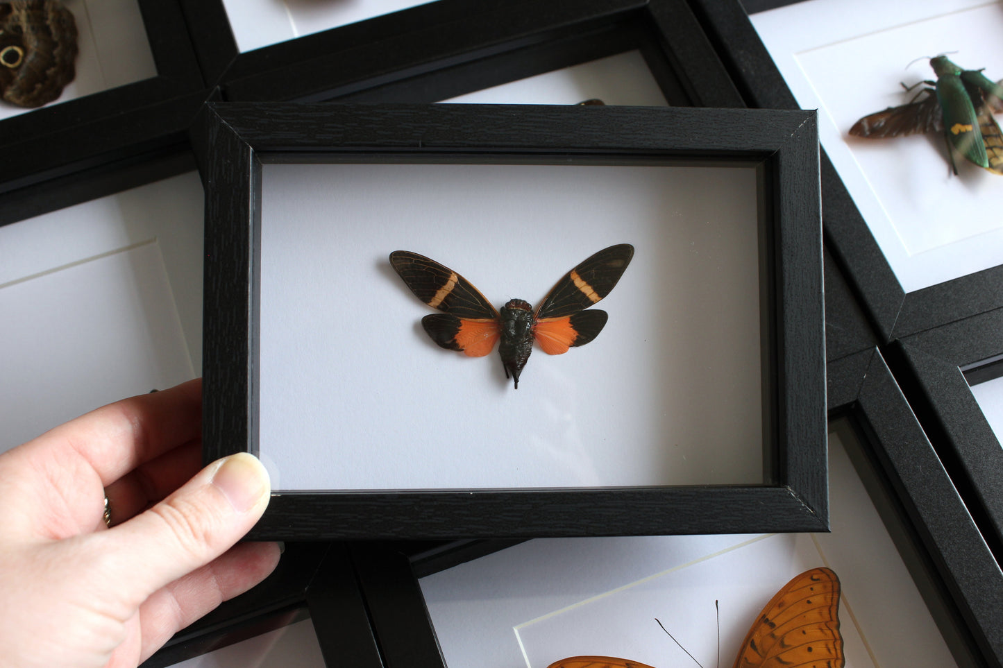 A Orange Cicada (Vittagaeana paviei) in a black shadow box frame 