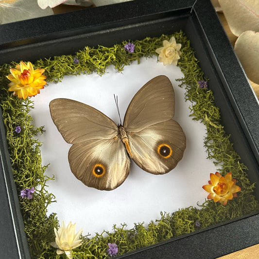 A Owl Butterfly (Taenaris urania) in a black shadow box frame with reindeer moss and strawflowers