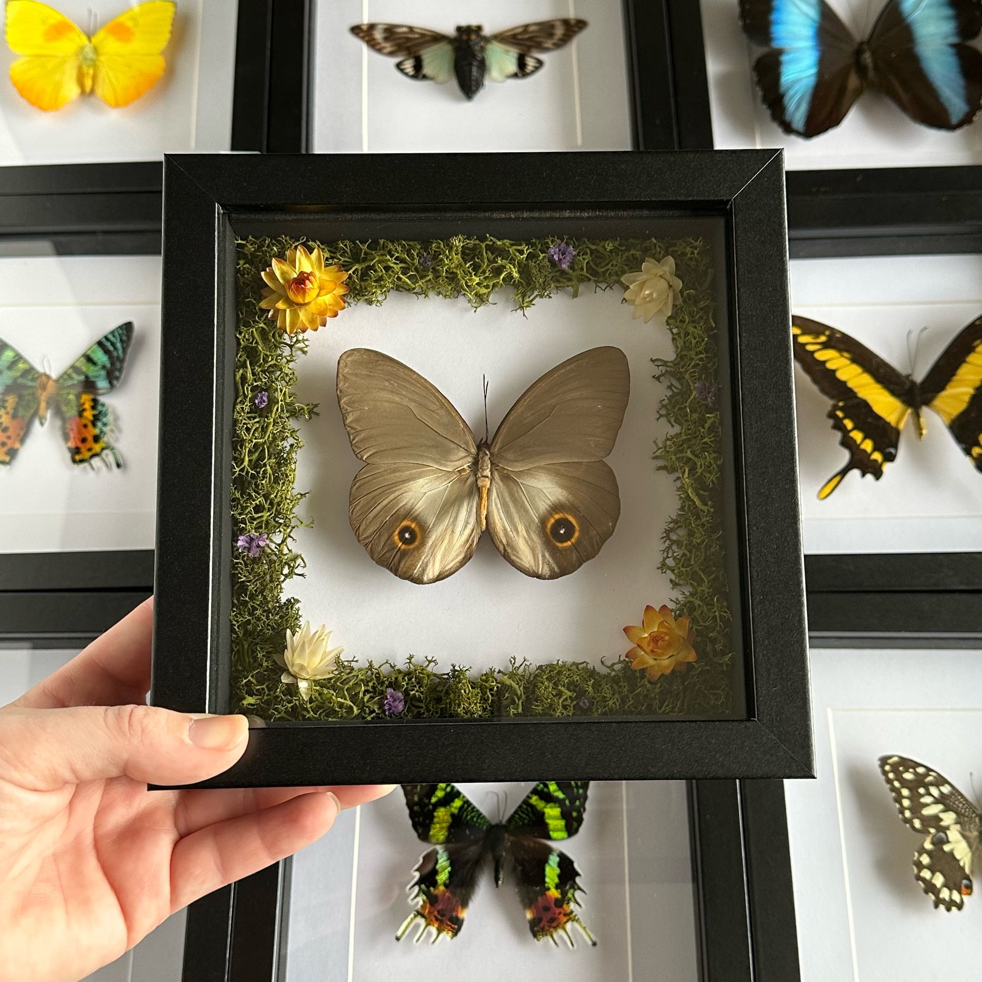 A Owl Butterfly (Taenaris urania) in a black shadow box frame with reindeer moss and strawflowers