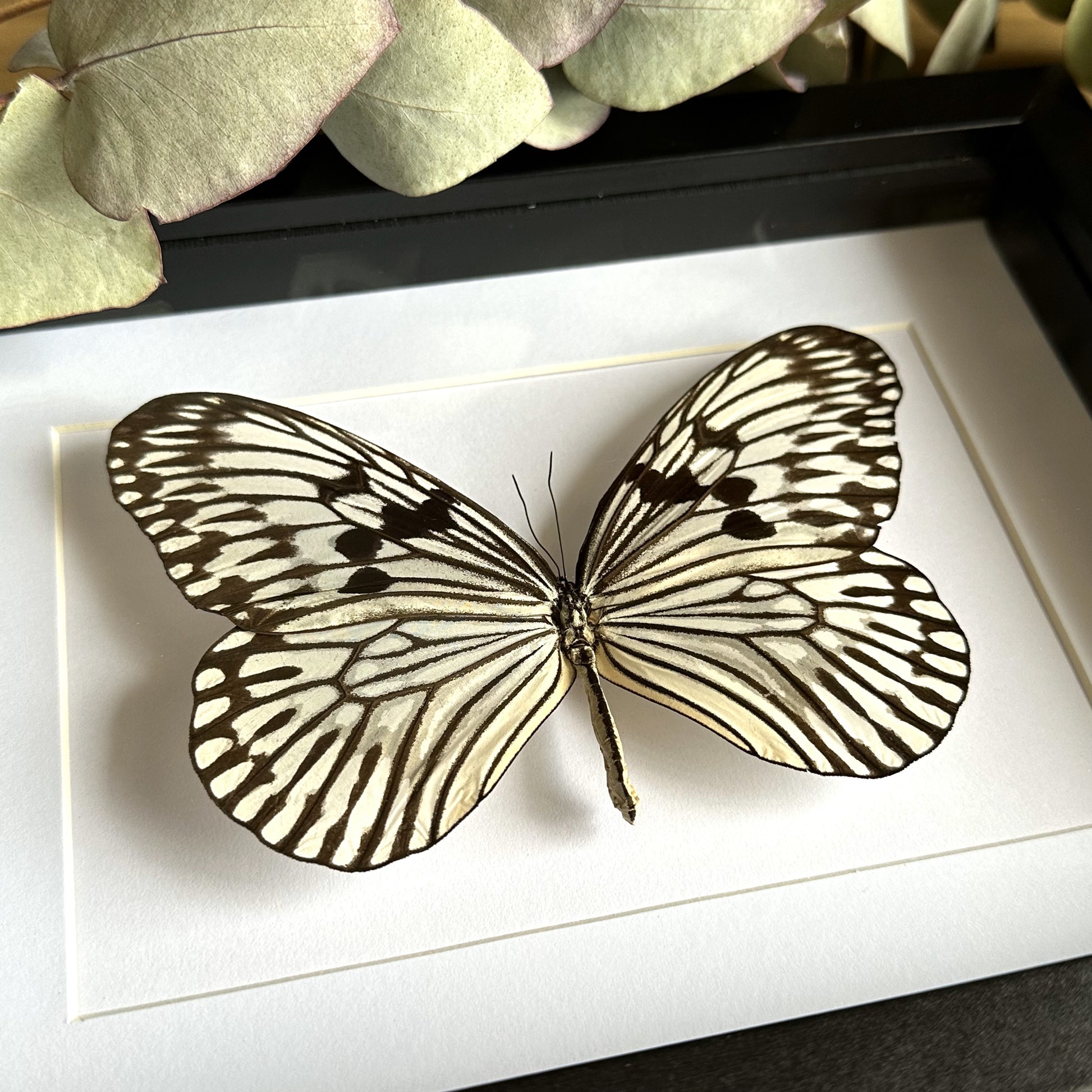 Paper Kite/ Tree Nymph Butterfly (Idea idea) in a black shadow box frame