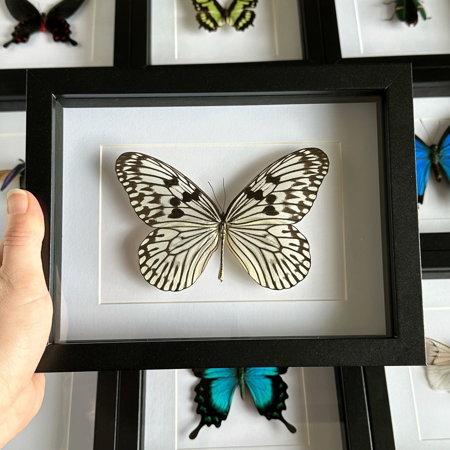 Paper Kite/ Tree Nymph Butterfly (Idea idea) in a black shadow box frame