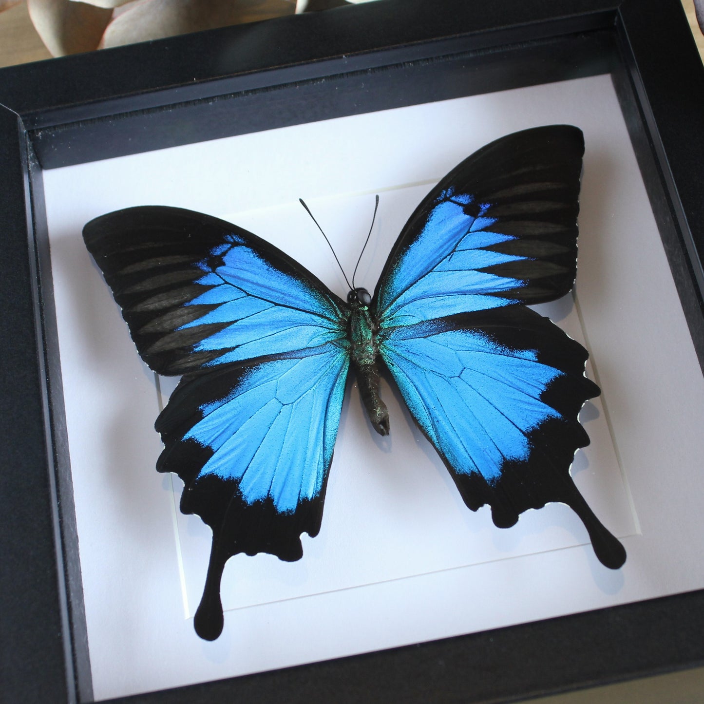 Ulysses Butterfly (Papilio ulysses) in a shadow box frame 