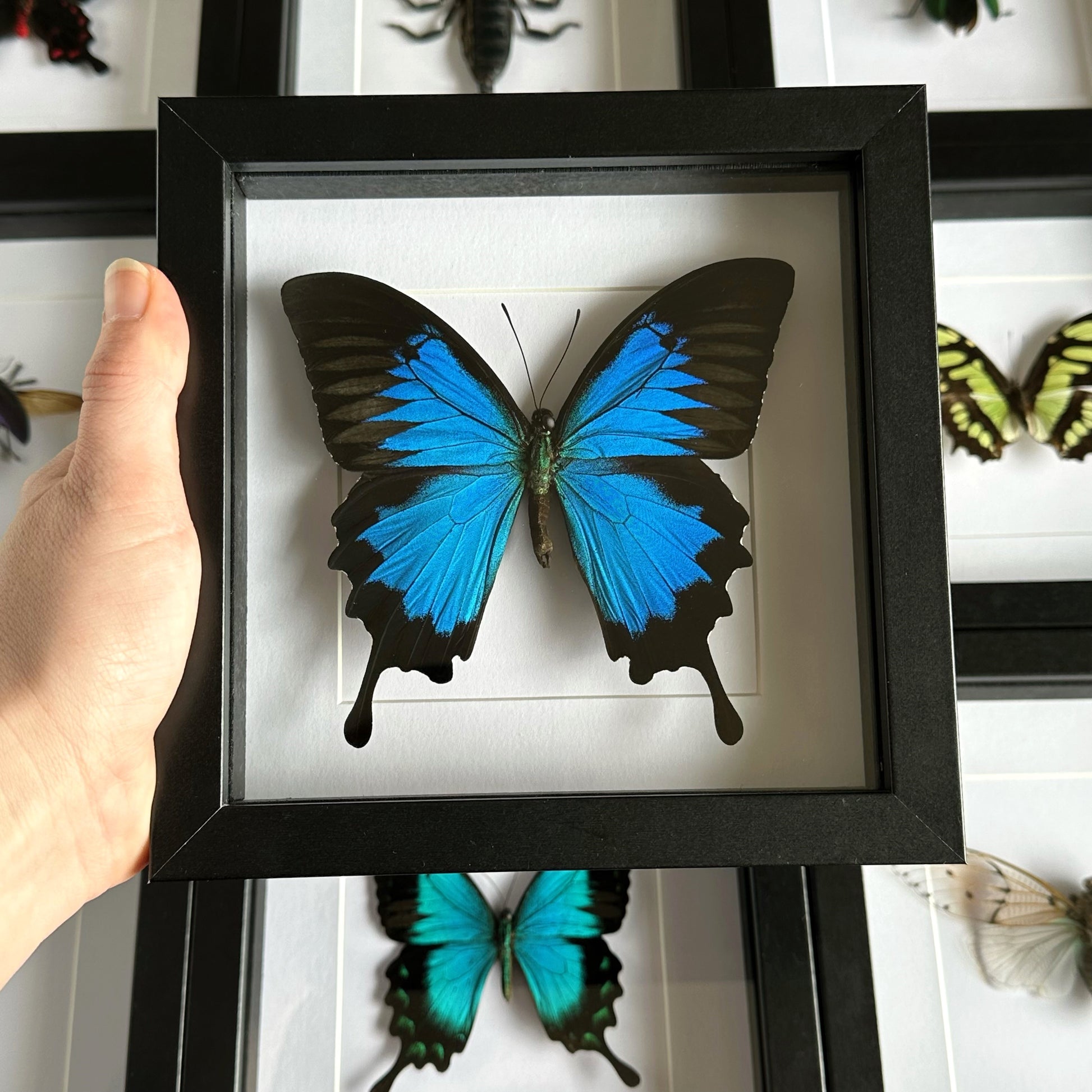 Ulysses Butterfly (Papilio ulysses) in a shadow box frame 