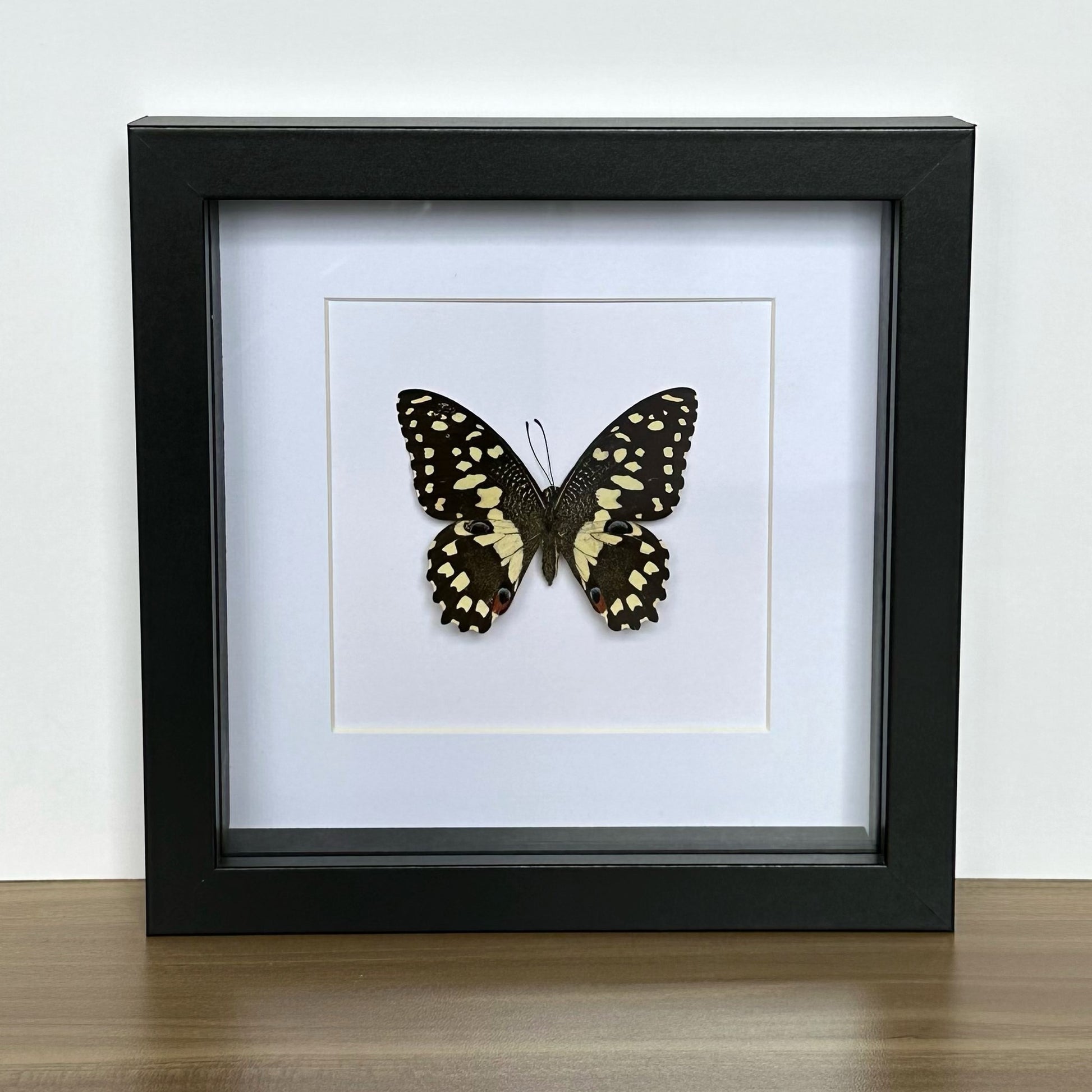 Lime Swallowtail Butterfly (Papilio demoleus libanius) in a shadow box frame