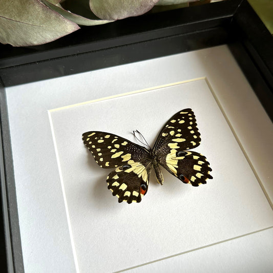 Lime Swallowtail Butterfly (Papilio demoleus libanius) in a shadow box frame