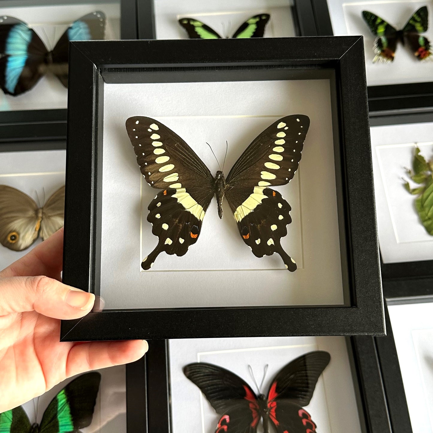 A Central Emperor Swallowtail Butterfly (Papilio lormieri) in a black shadow box frame