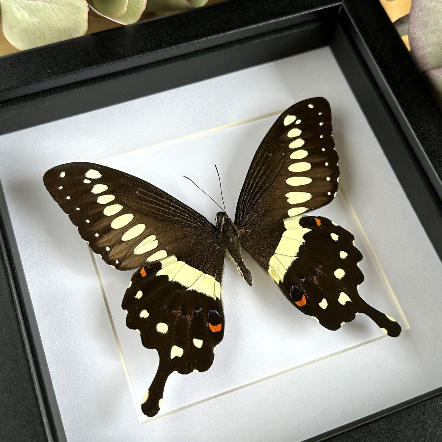 A Central Emperor Swallowtail Butterfly (Papilio lormieri) in a black shadow box frame