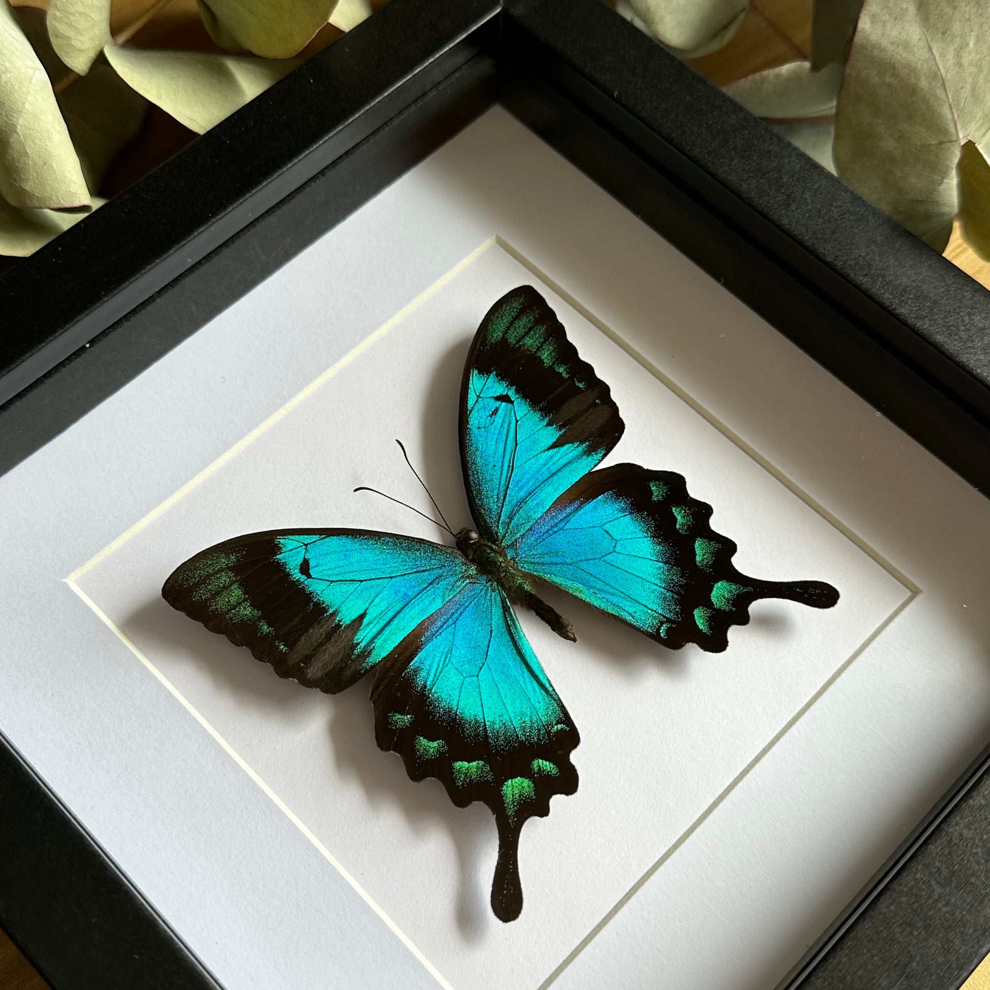 A Sea Green Swallowtail Butterfly (Papilio lorquinianus) in a black shadow box frame