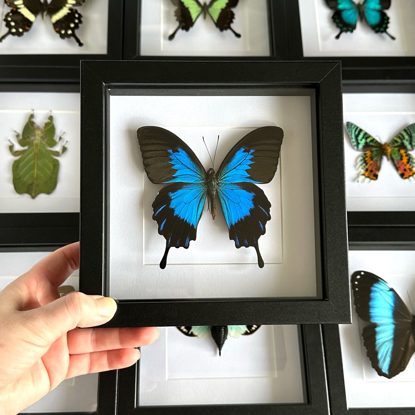 A Ulysses Butterfly (Papilio ulysses telegonus) in a black shadow box frame