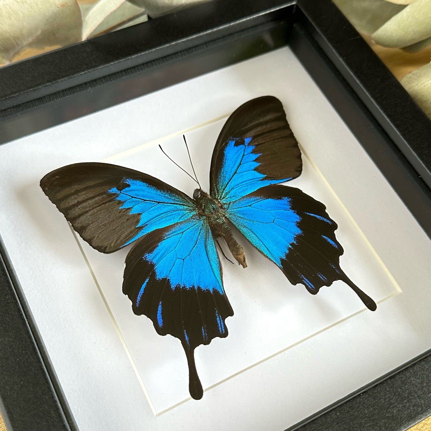 A Ulysses Butterfly (Papilio ulysses telegonus) in a black shadow box frame