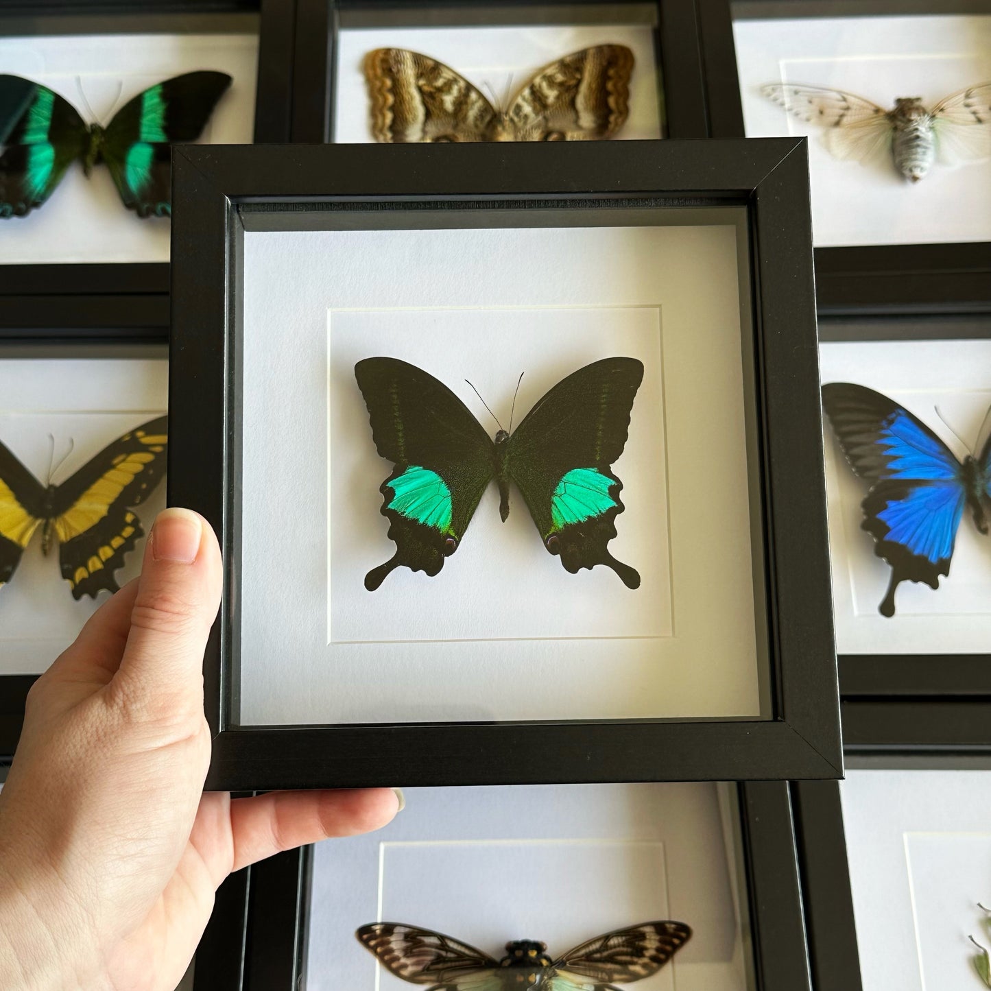 A Paris Peacock Swallowtail (Papilio paris) in a black shadow box frame