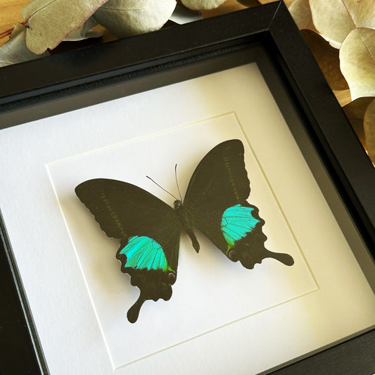 A Paris Peacock Swallowtail (Papilio paris) in a black shadow box frame