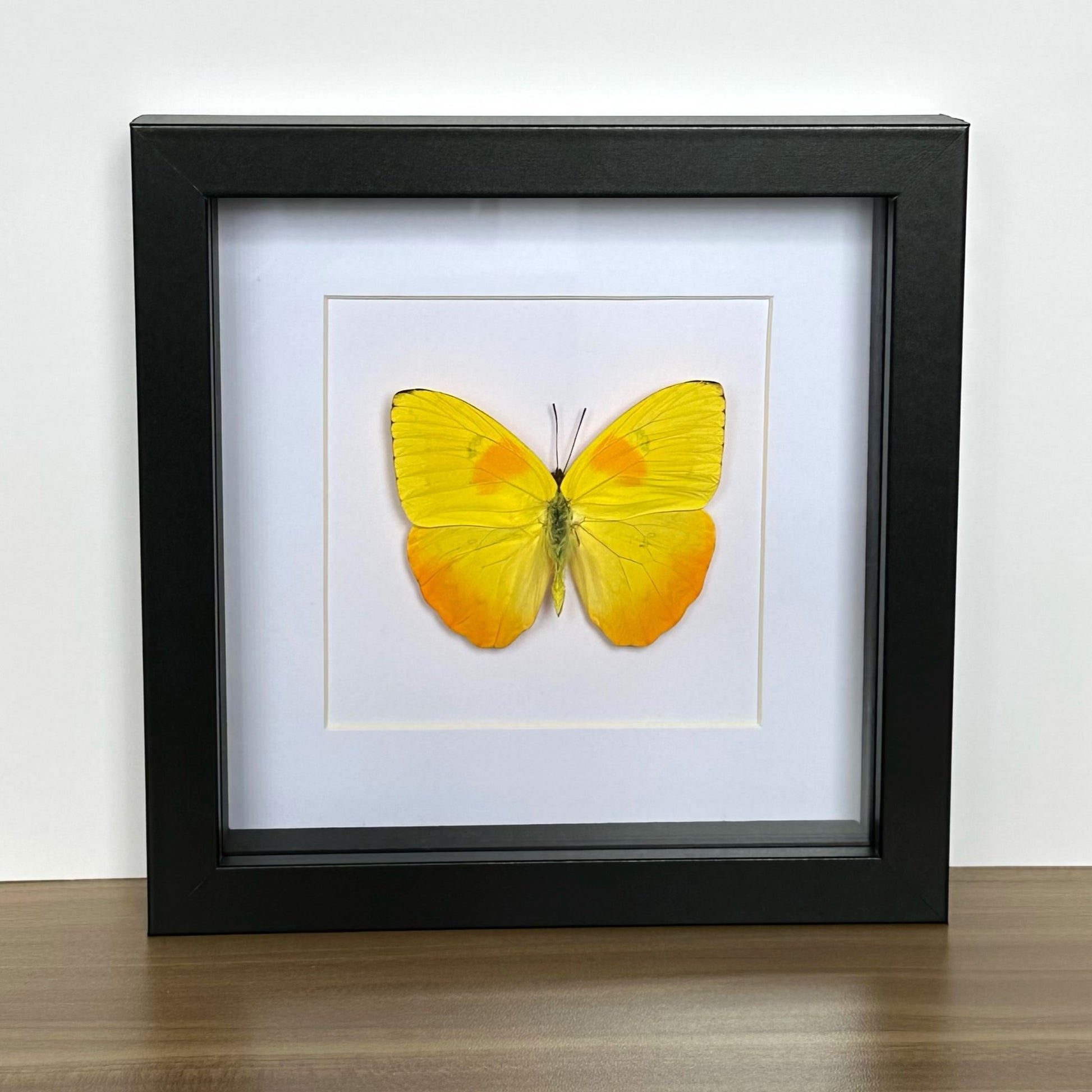 Orange-barred Sulphur Butterfly (Phoebis philea) in a black shadow box frame