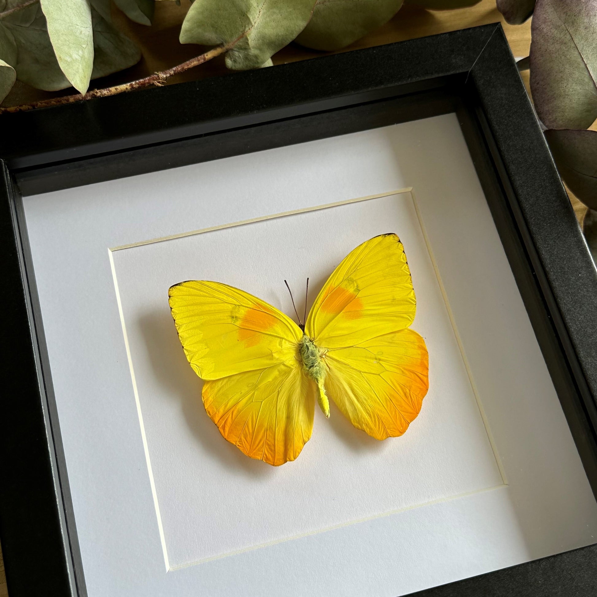 Orange-barred Sulphur Butterfly (Phoebis philea) in a black shadow box frame