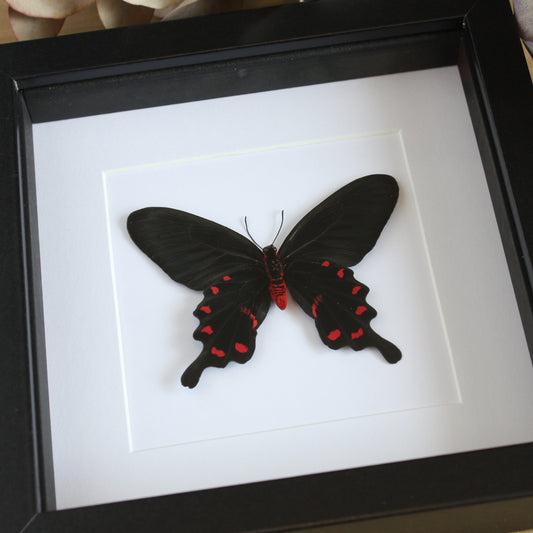 Pink Rose Butterfly (Pachliopta kotzebuea deseilus) in a black shadow box frame