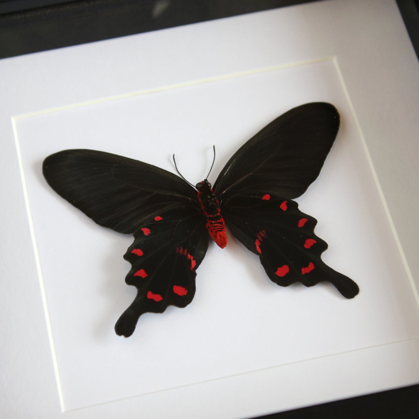 Pink Rose Butterfly (Pachliopta kotzebuea deseilus) in a black shadow box frame