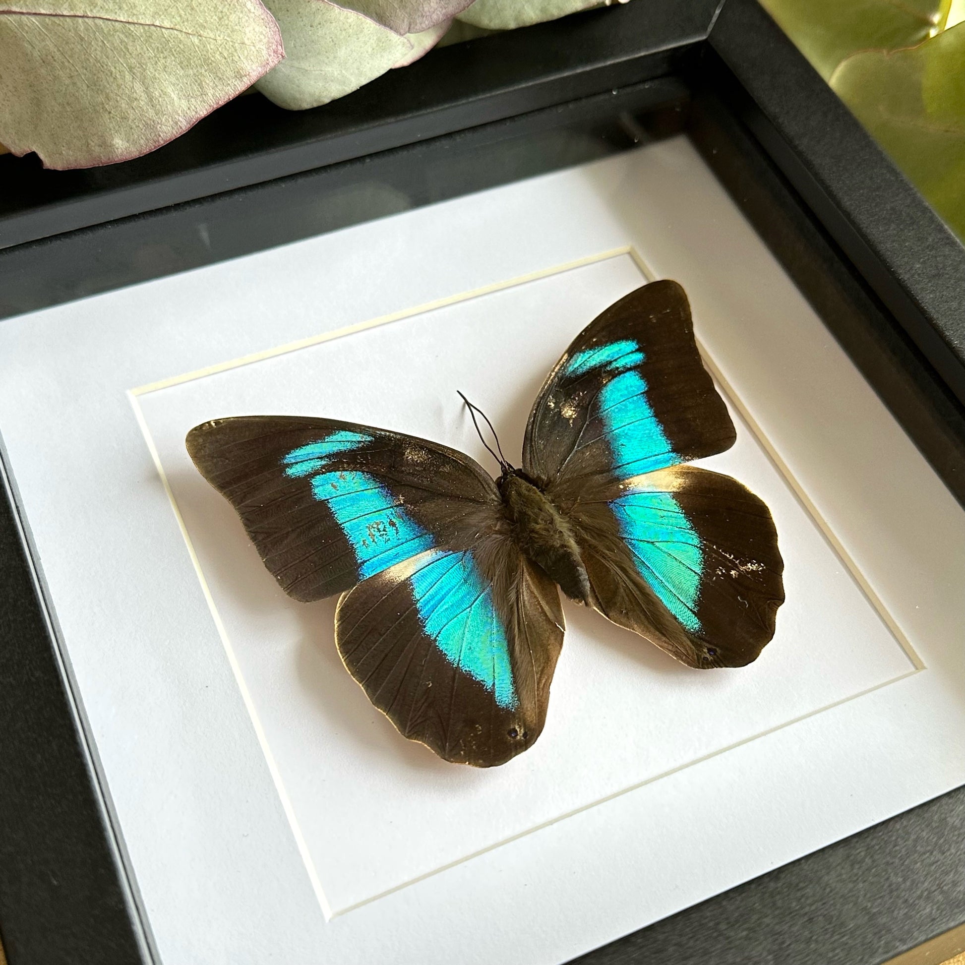 Banded King Shoemaker Butterfly (Prepona demophon) in a shadow box frame