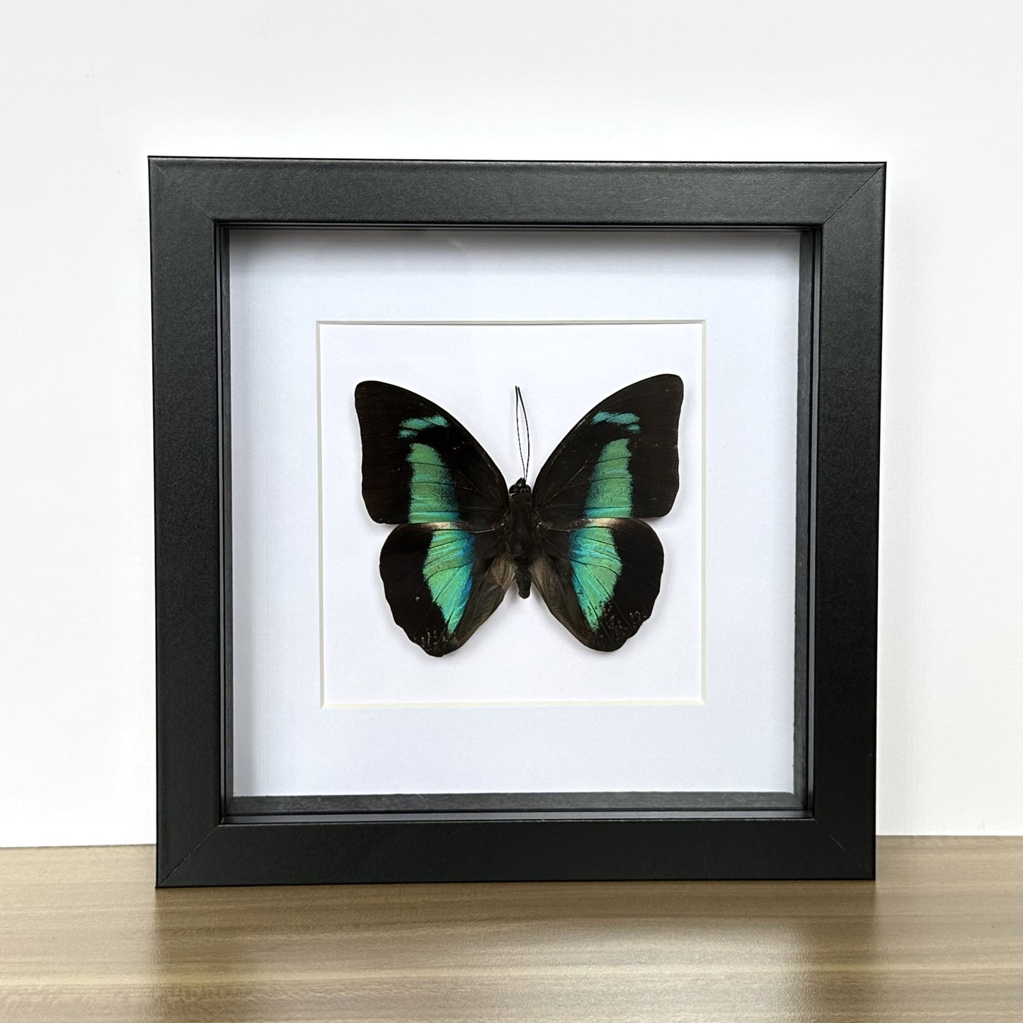 Banded King Shoemaker Butterfly (Prepona demophon) in a shadow box frame