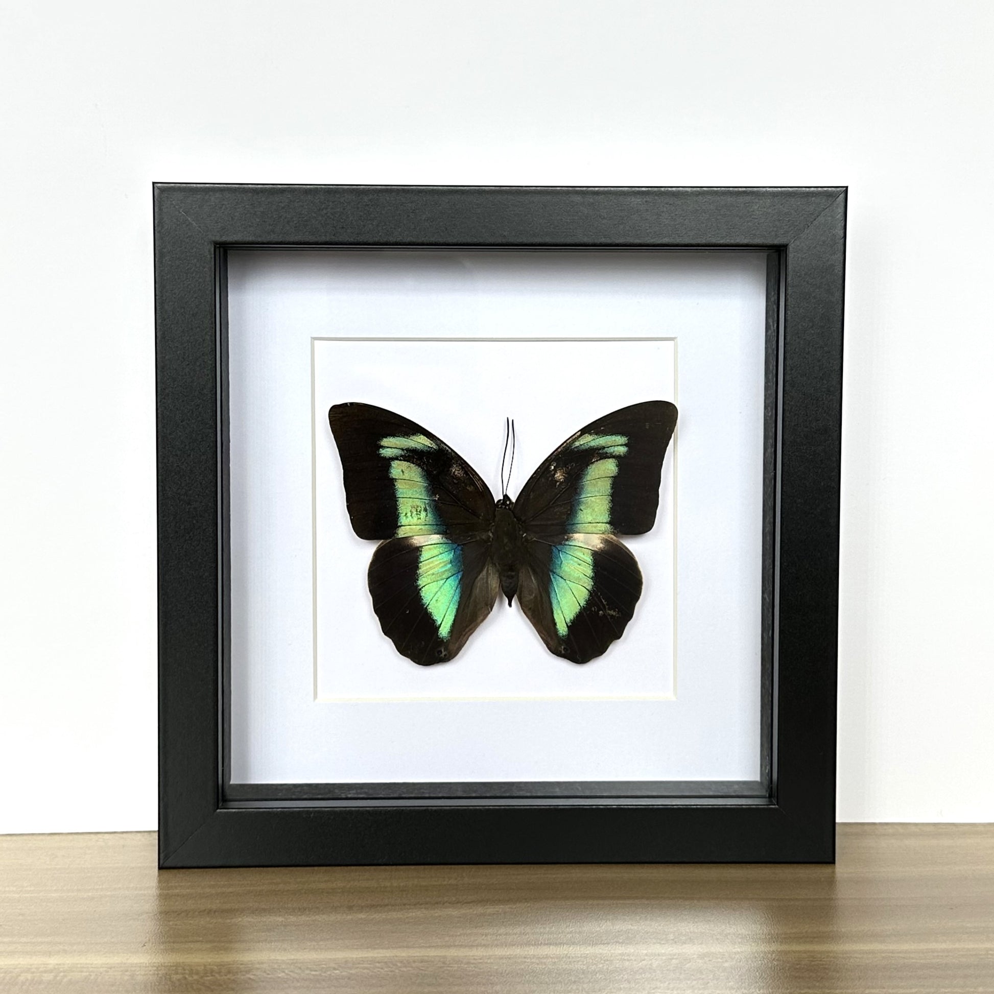 Banded King Shoemaker Butterfly (Prepona demophon) in a shadow box frame