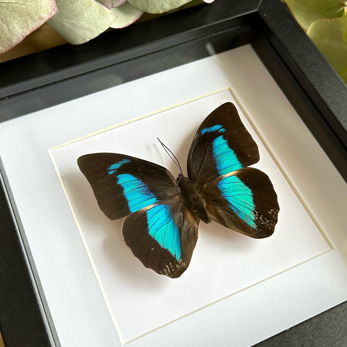 Banded King Shoemaker Butterfly (Prepona demophon) in a shadow box frame