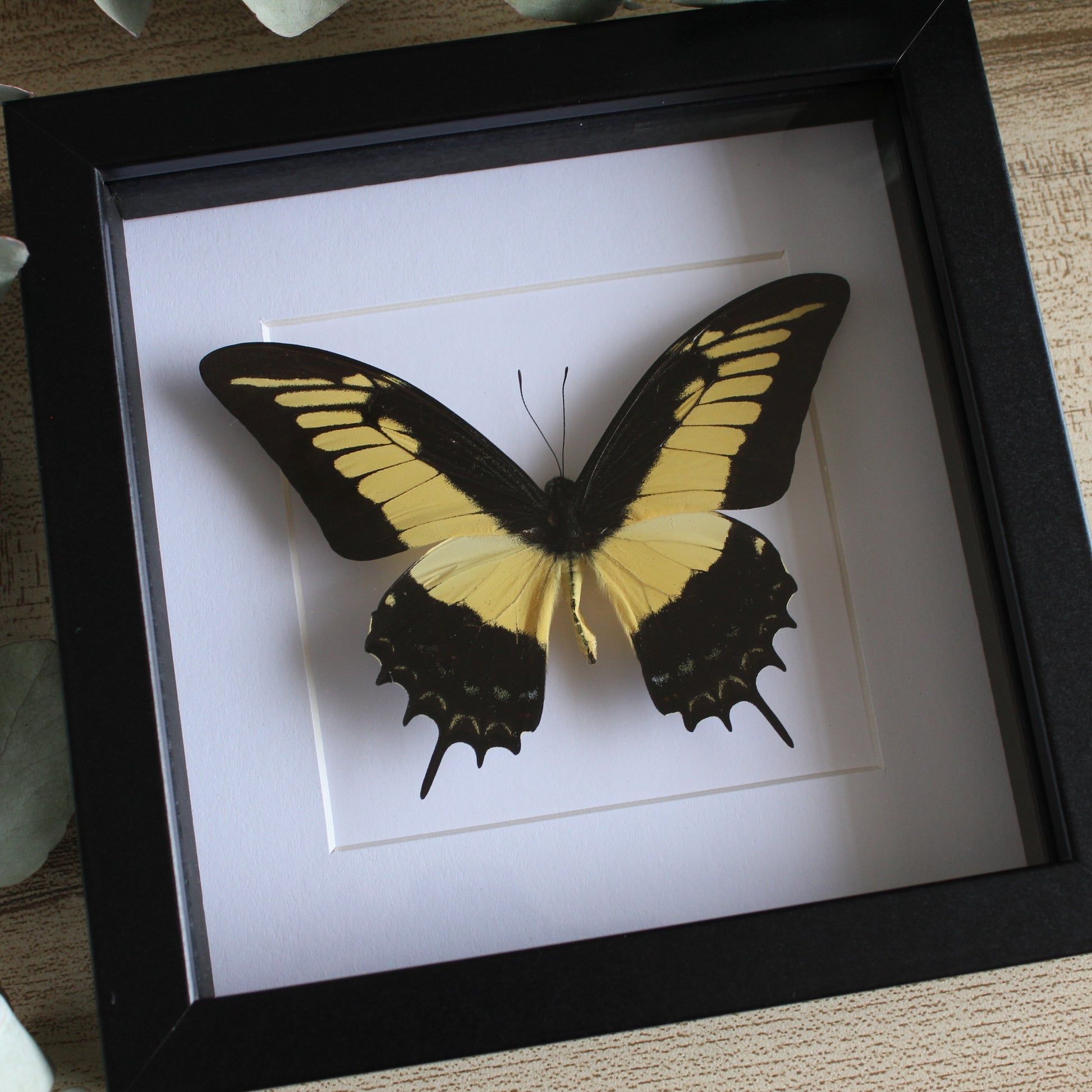 A Queen Swallowtail (Papilio androgeus) Butterfly in a black shadow box frame