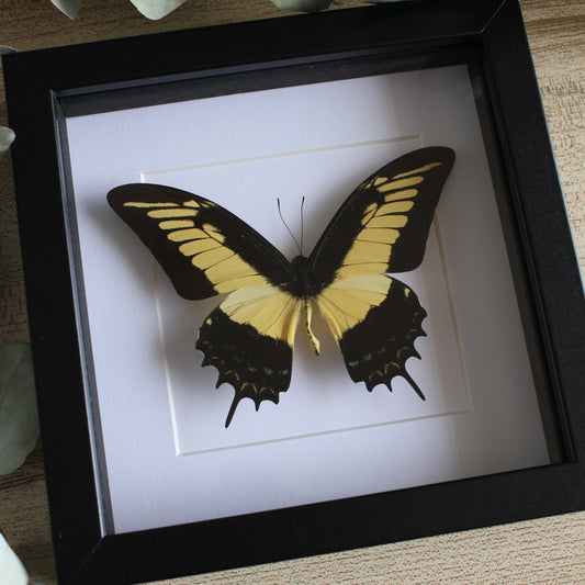 A Queen Swallowtail (Papilio androgeus) Butterfly in a black shadow box frame